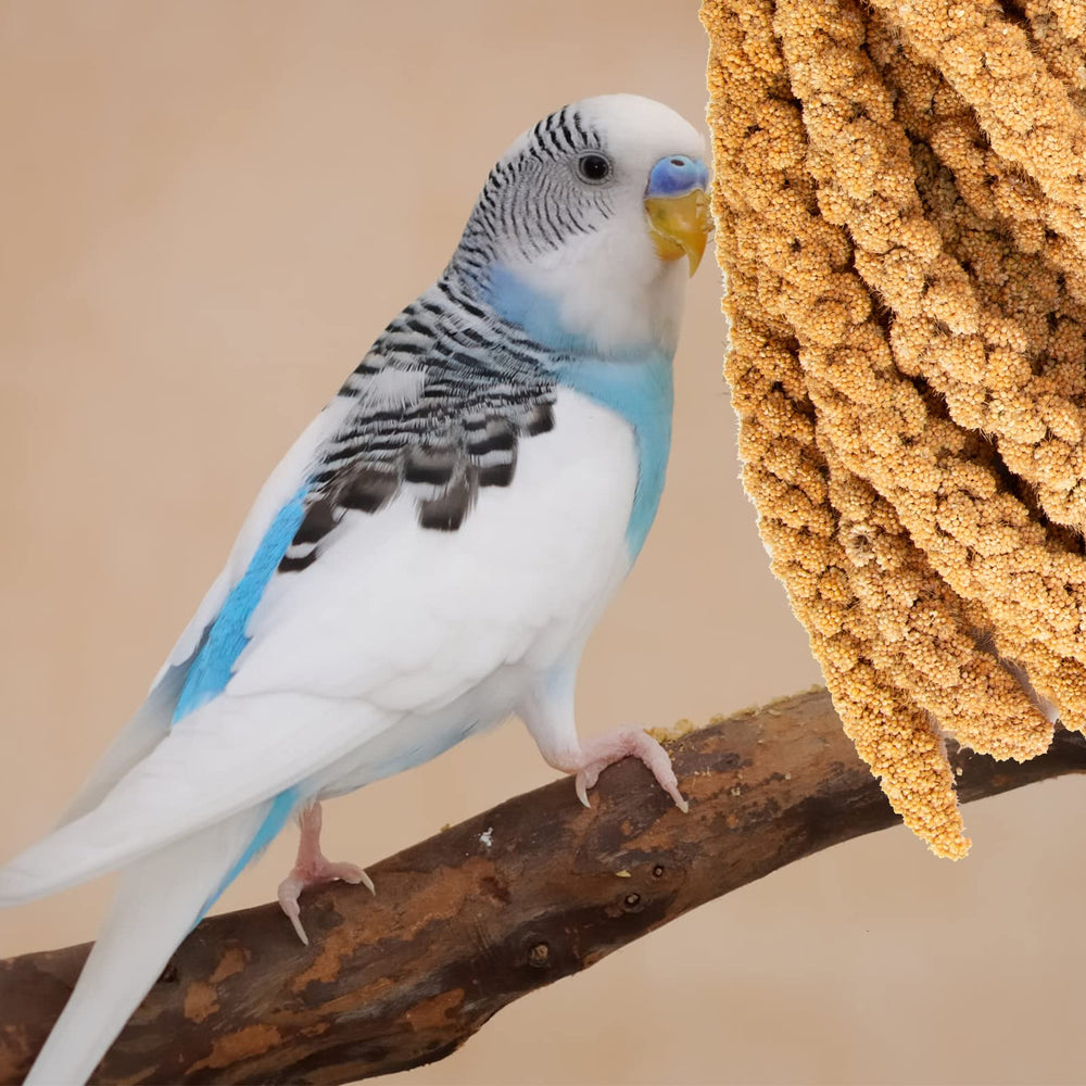 Amzey shell-on millet close-up, natural cuddle stick.