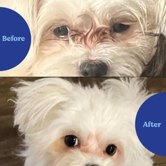 ANGELS' EYES dog chicken chews closeup highlights savory flavor that aids easy administration
