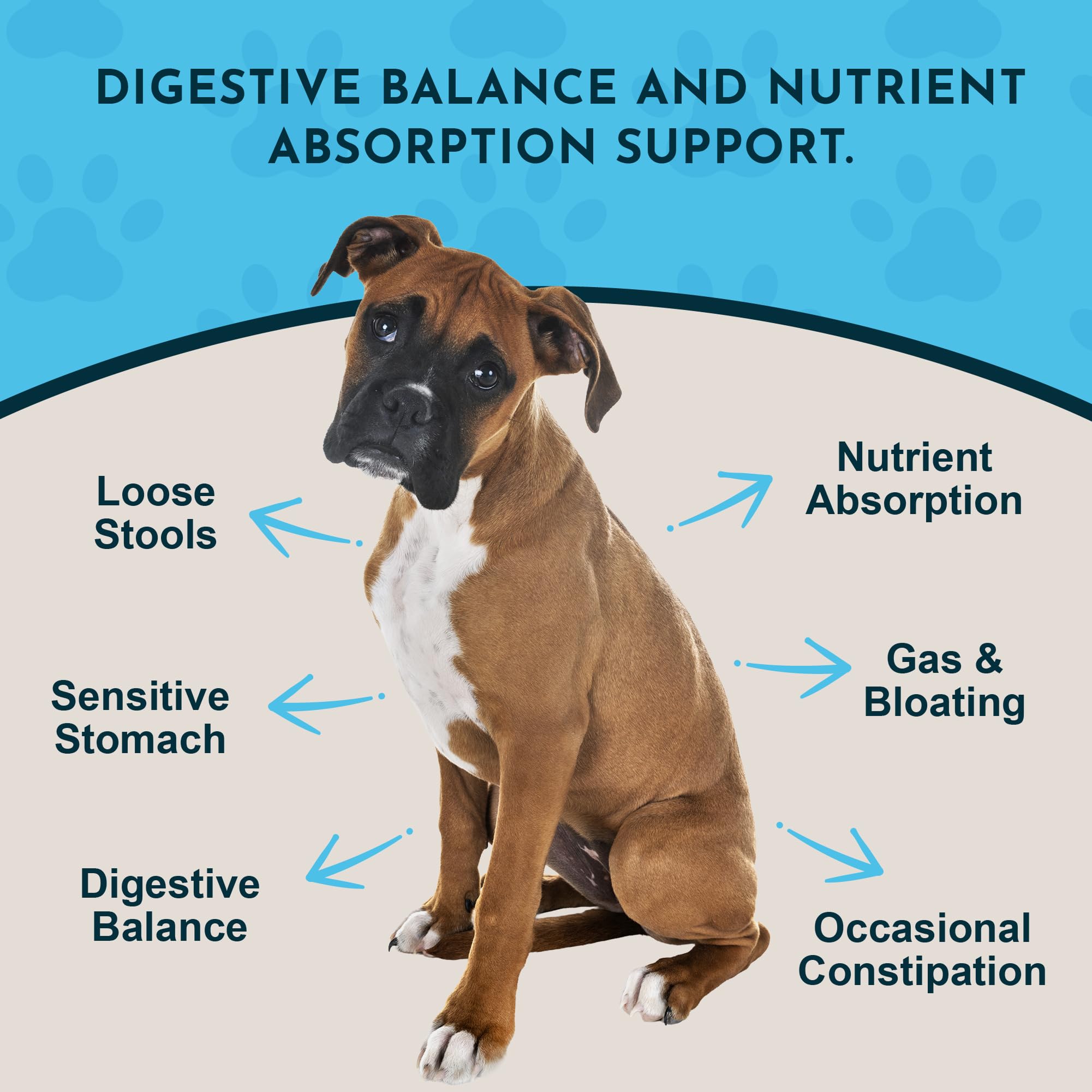 Animal Essentials Plant Enzyme & Probiotics scoop for precise daily dosing and easy feeding.