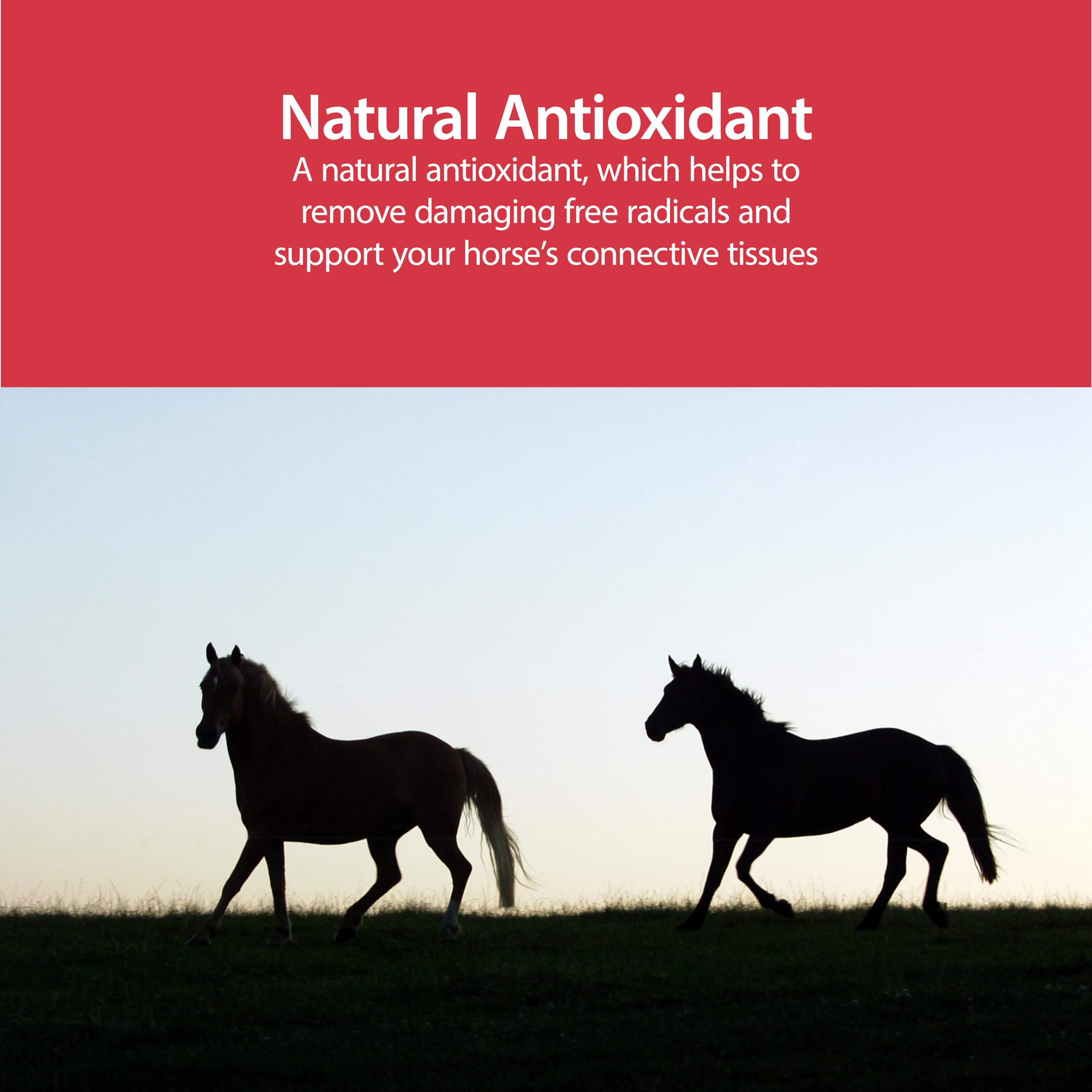 ANIMED Pure MSM bottle with dog use: gentle daily supplement for aging pets.
