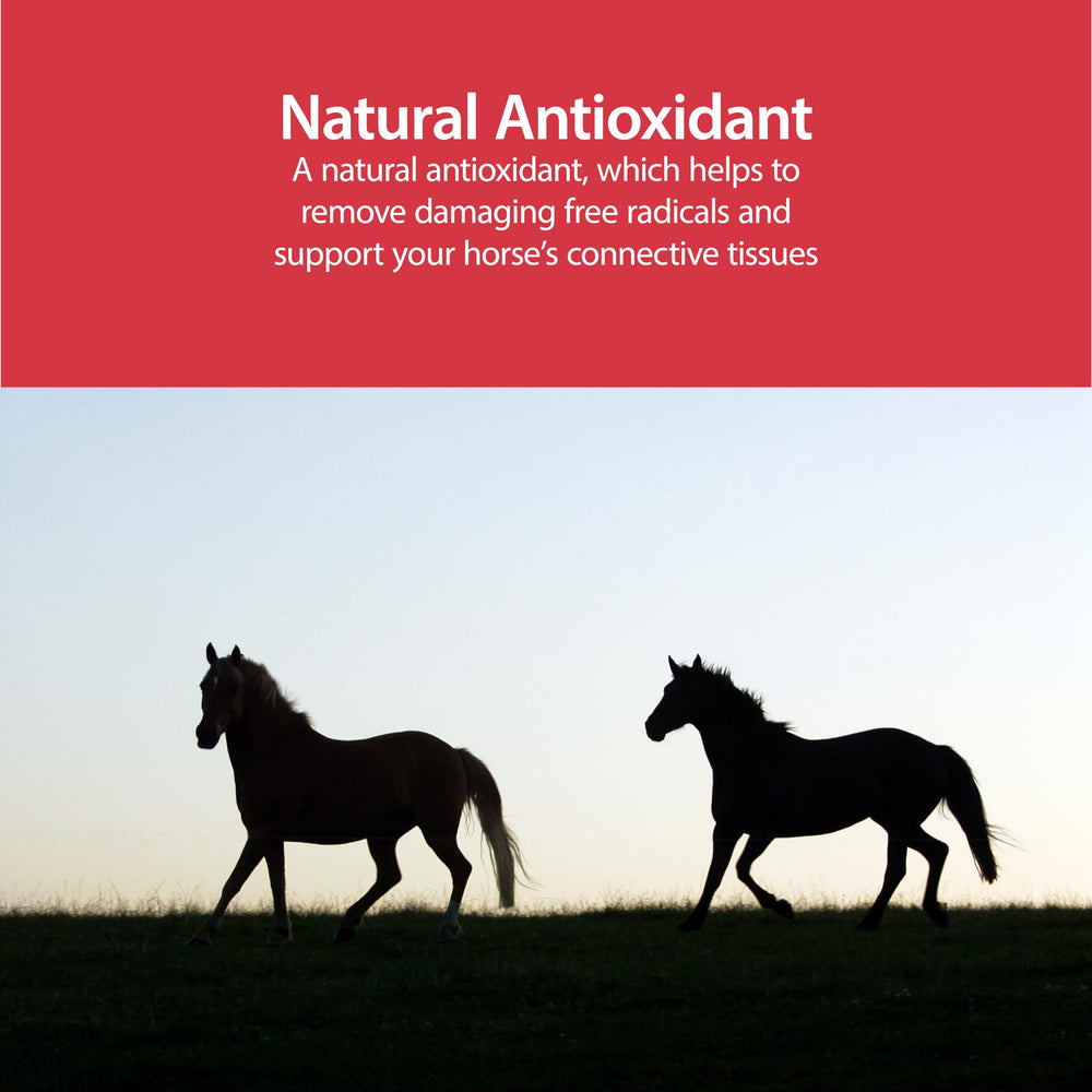 ANIMED Pure MSM bottle with dog use: gentle daily supplement for aging pets.