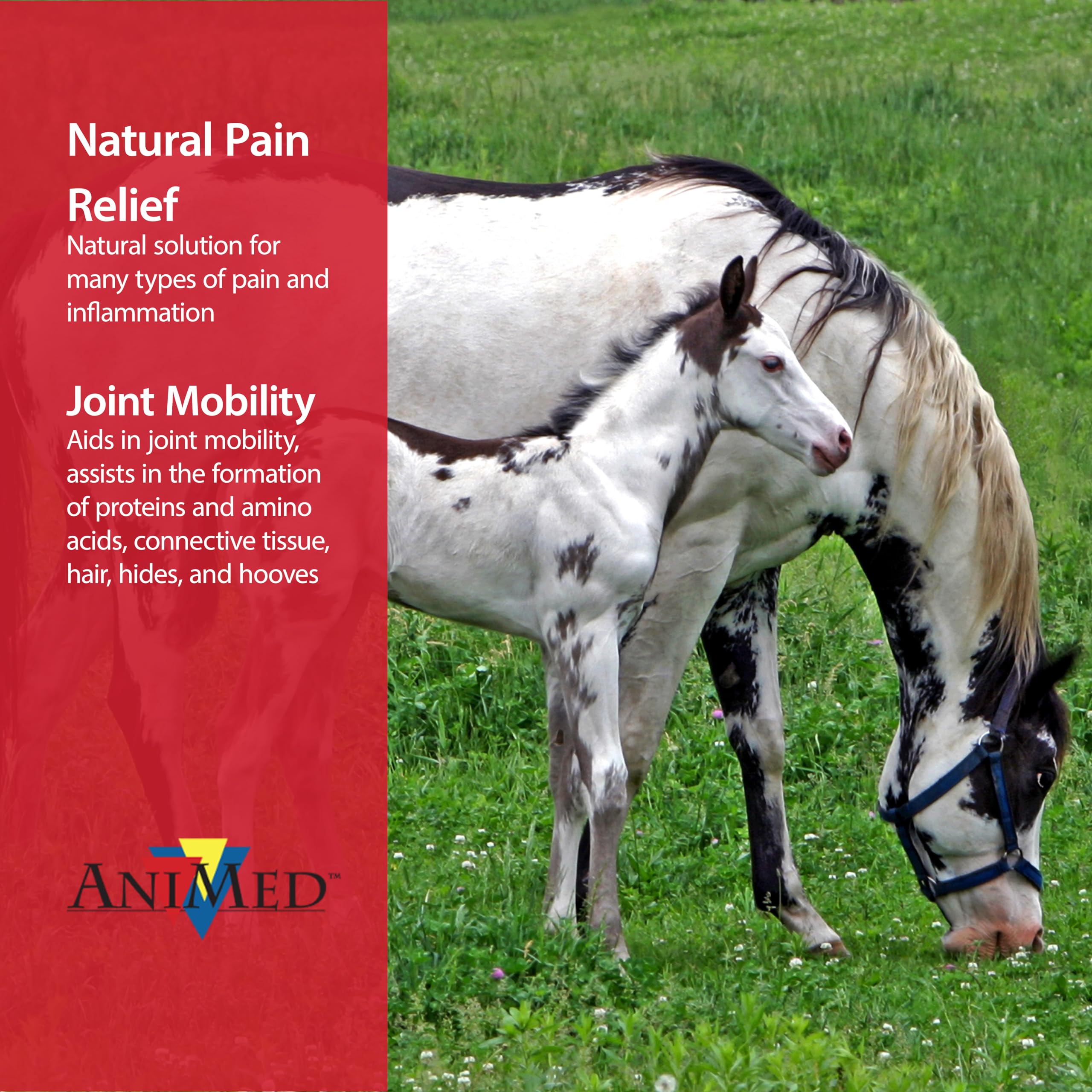 ANIMED Pure MSM powder in dish: supports healthy joints during meals.