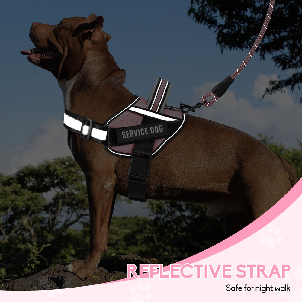 Animire harness with reflective strips enhances visibility during low-light walks.