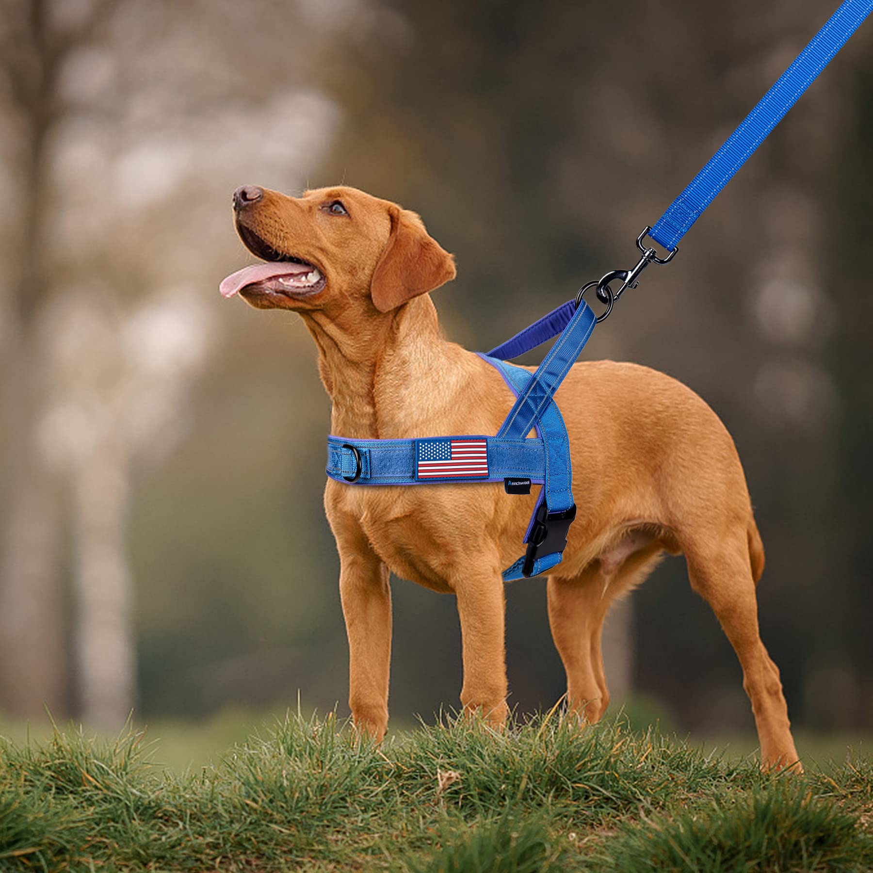 Blue XL harness designed for larger dogs.