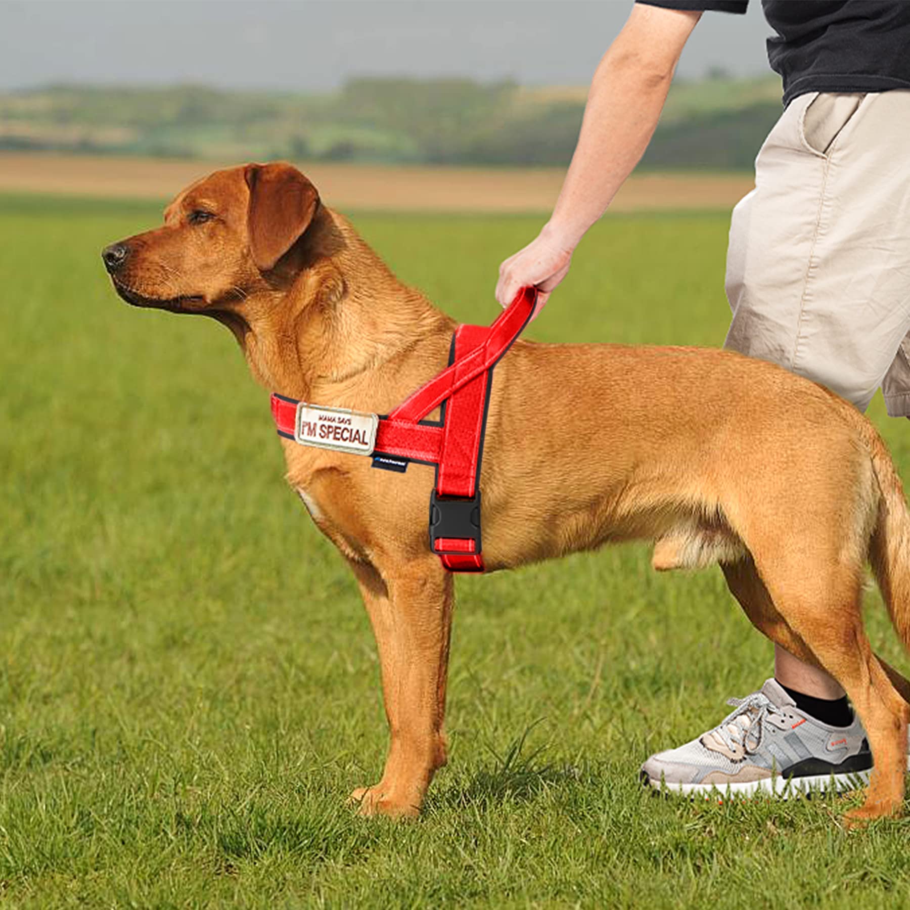 Two rings attach leash, ID tags, or accessories securely.