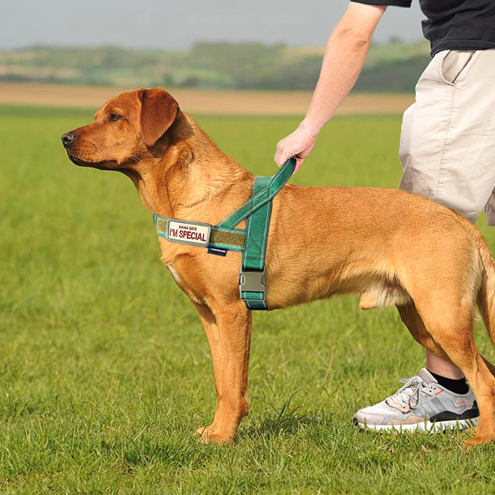 Annchwool harness includes patches for personalization and added flair.