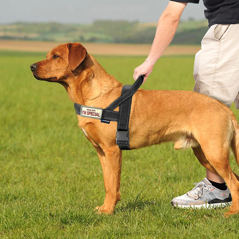 Annchwool No Pull Harness soft inner padding for comfort during activities
