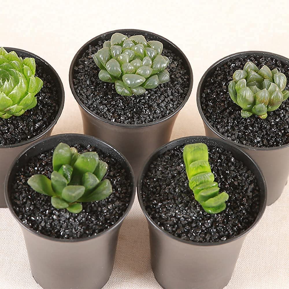 Anothera quarter-inch gravel for succulents enhances airflow and root protection