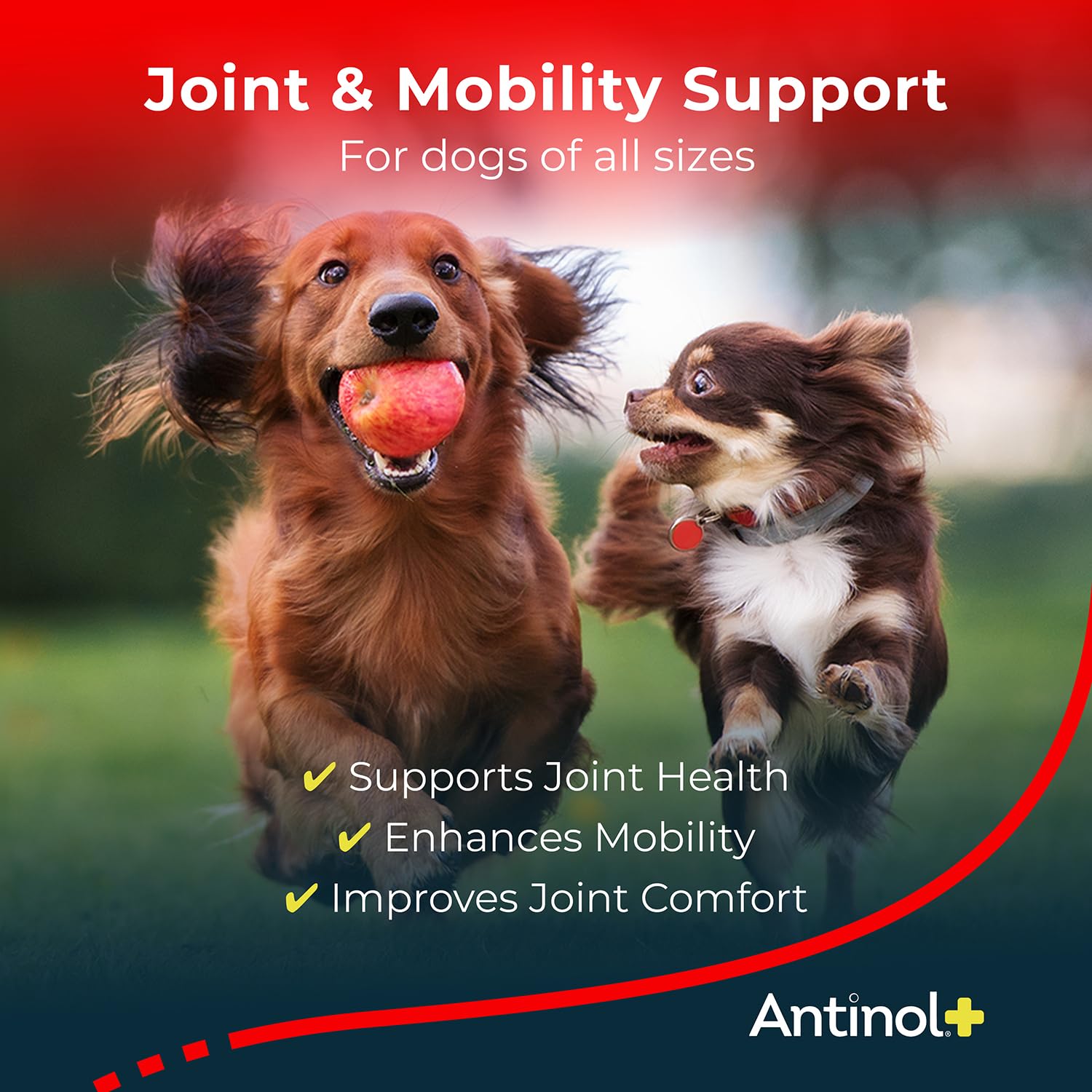 Antinol Plus soft gels close-up, easy dosing for dogs' joint health.