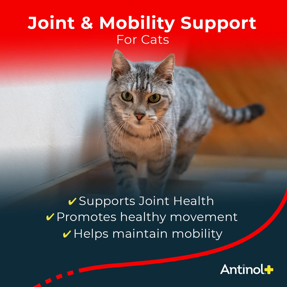 Antinol Plus soft gels close-up for easy administration and mobility.