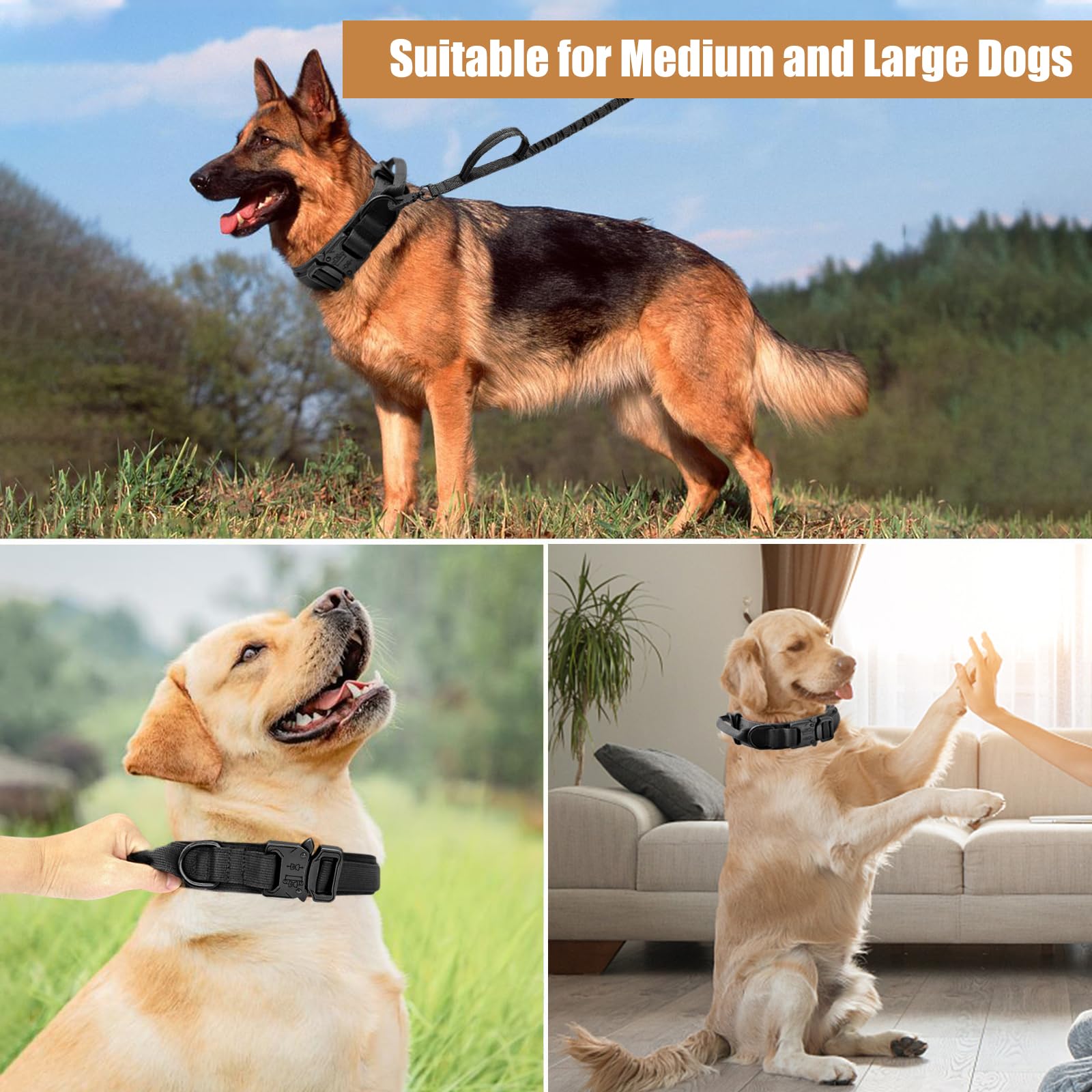 Antswish adjustable metal buckle dog collar, ensuring a secure fit.