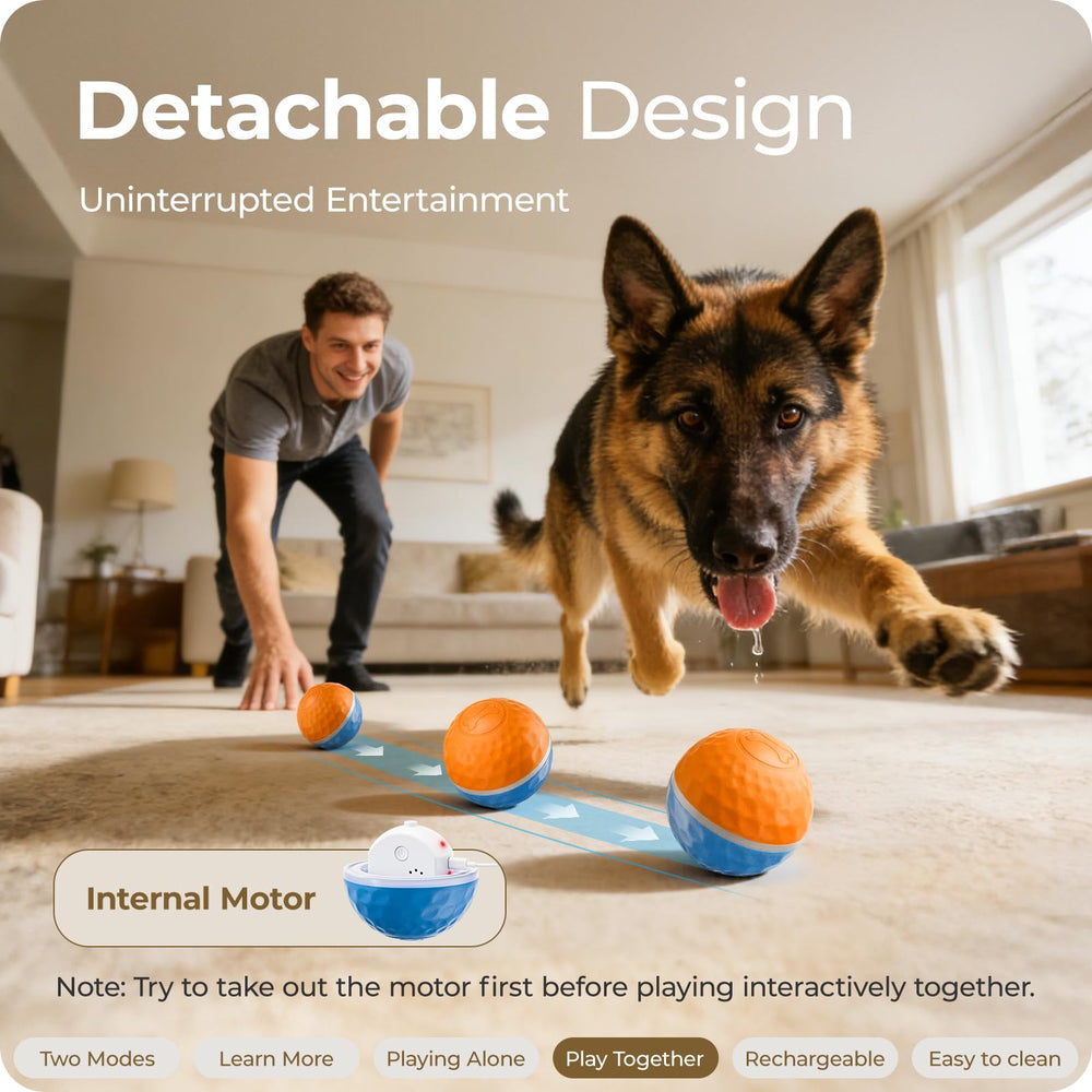 Apasiri blue-orange-design with bright LEDs to attract large dogs.