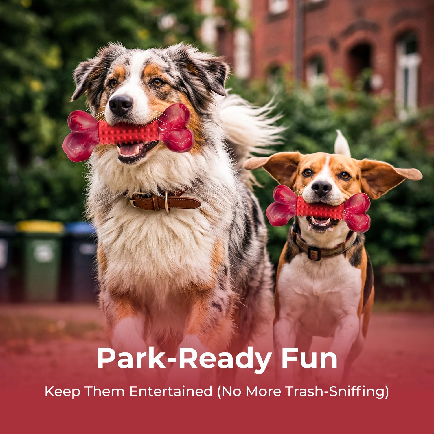 Becomes a work-from-home helper by entertaining high-energy dogs during calls.