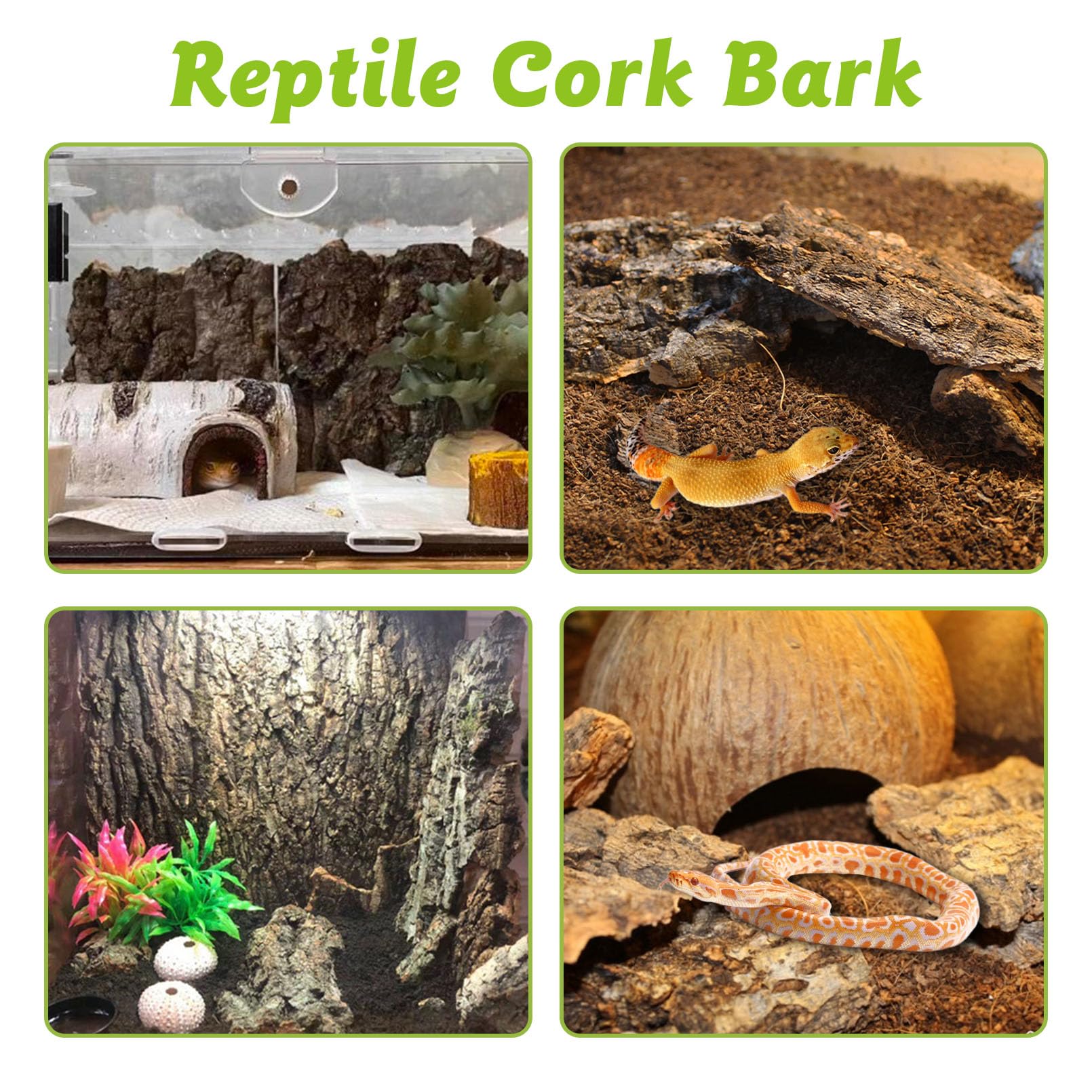 Apatal bearded-dragon-habitat-scene features cork bark for climbing and hiding