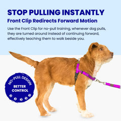 APDEXY Freedom No-Pull harness back clip enables relaxed casual walks for small dogs.