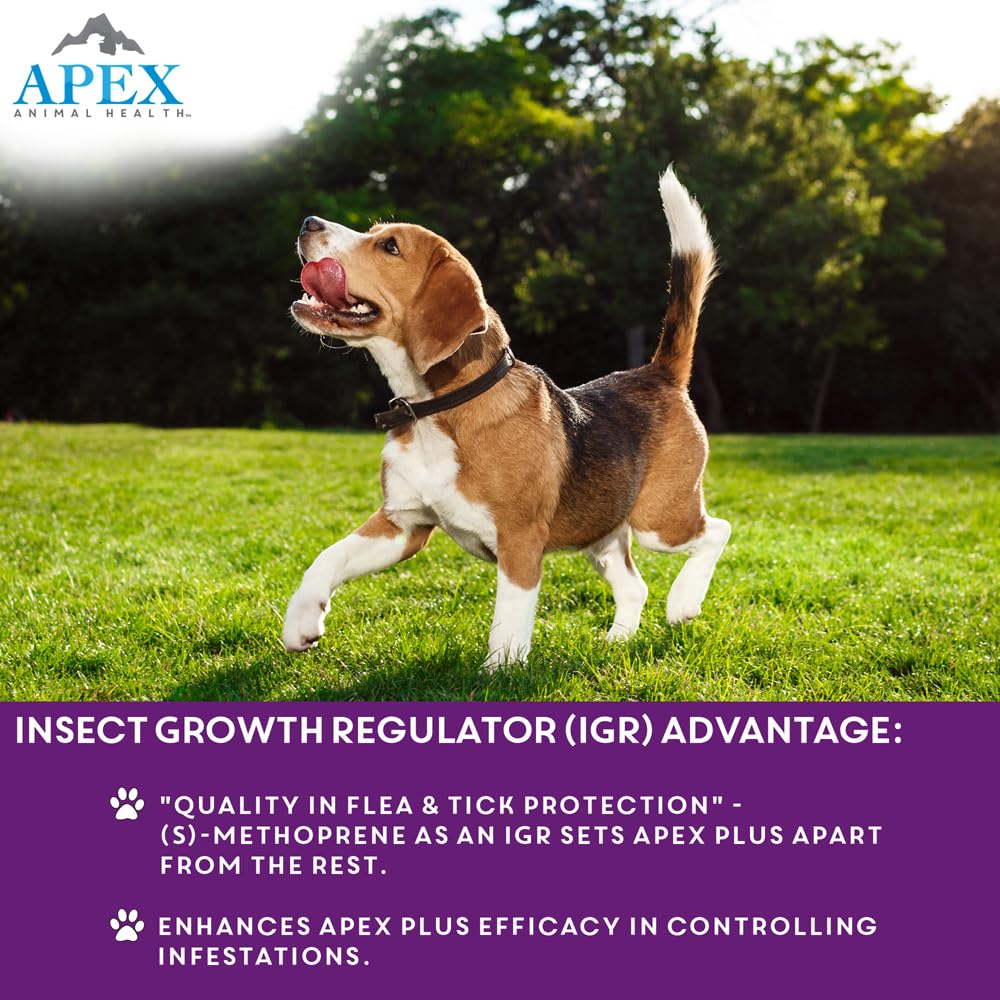 Owner applying Apex Plus at home for convenient monthly protection.
