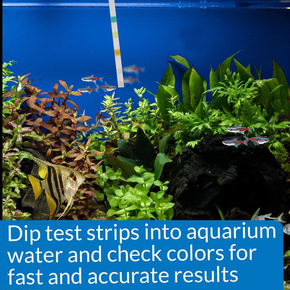 API 5-IN-1 test strips 100-count box emphasizing value