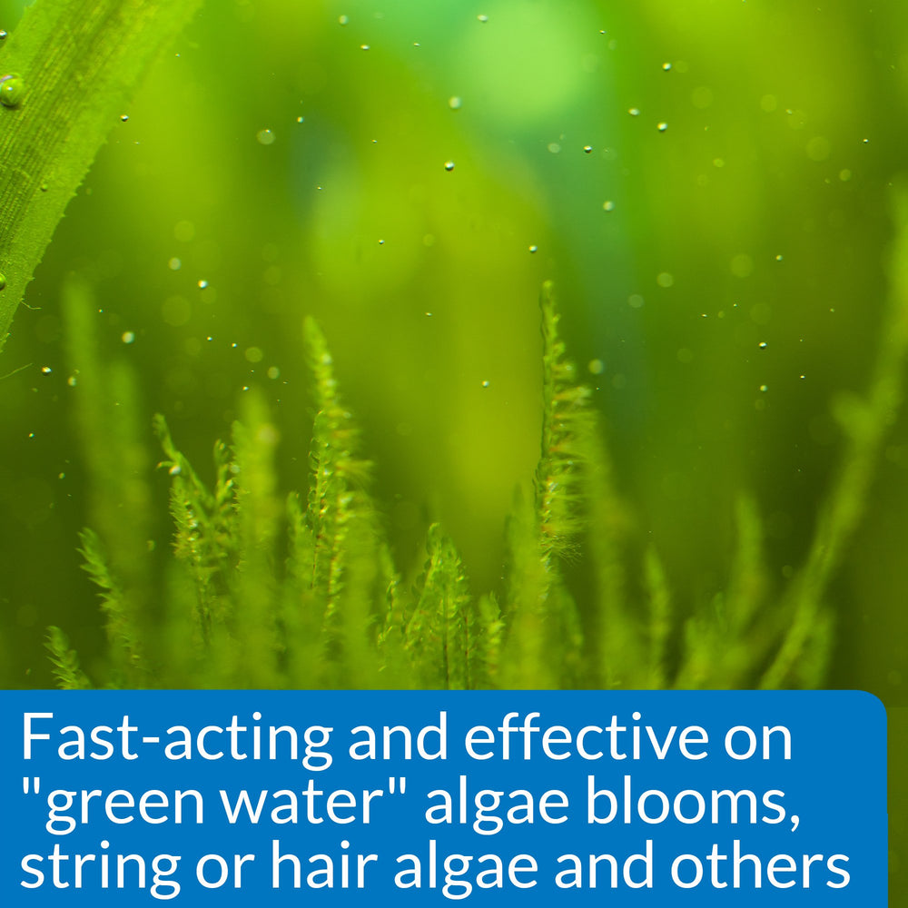 API ALGAEFIX algae-clear water demonstrates fast-acting bloom control.