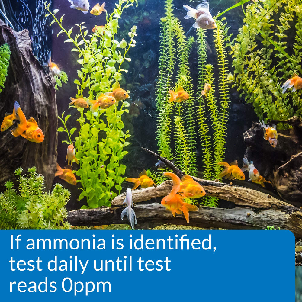 API ammonia test strips colour chart guides easy reading