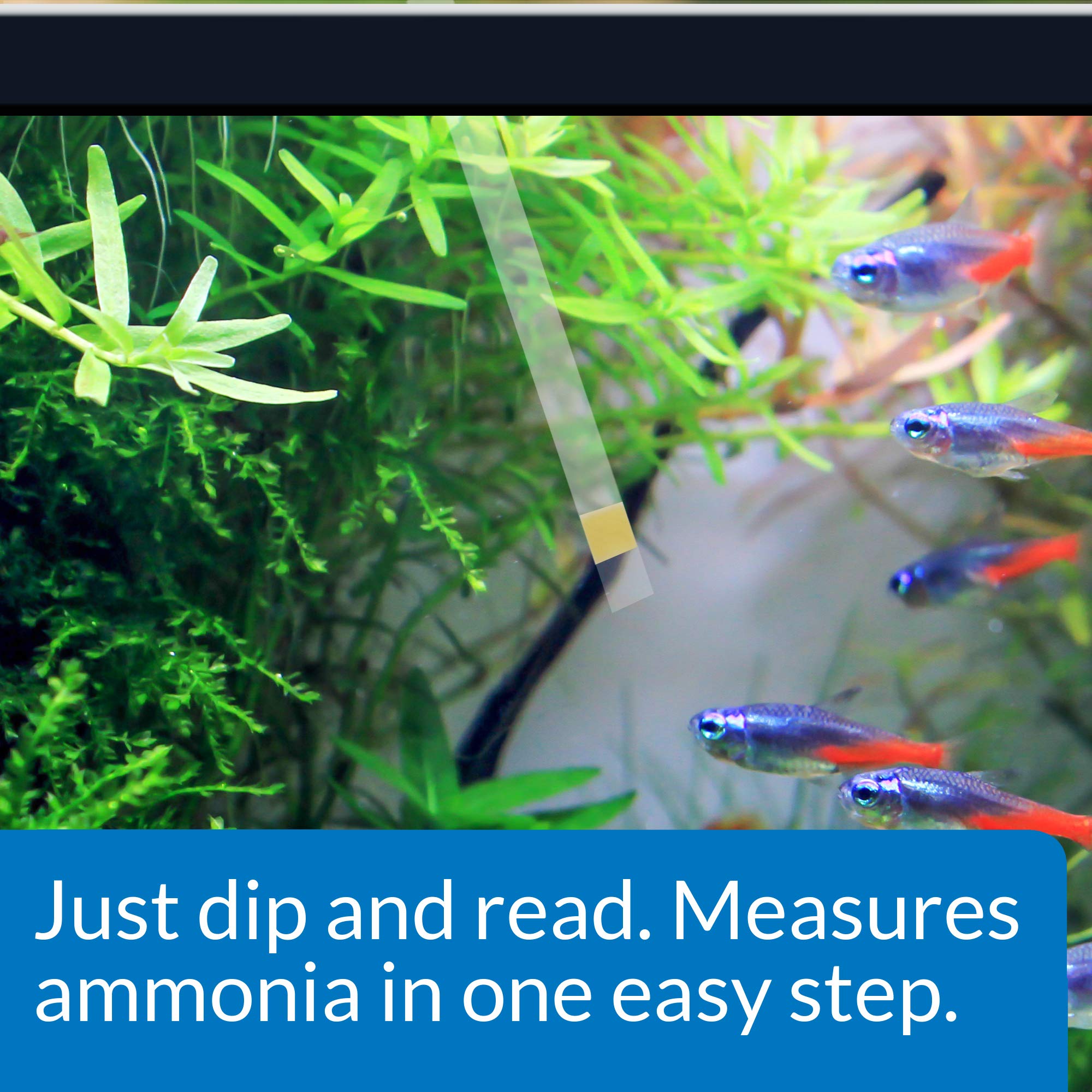 API ammonia test strips dip vial shows simple water analysis