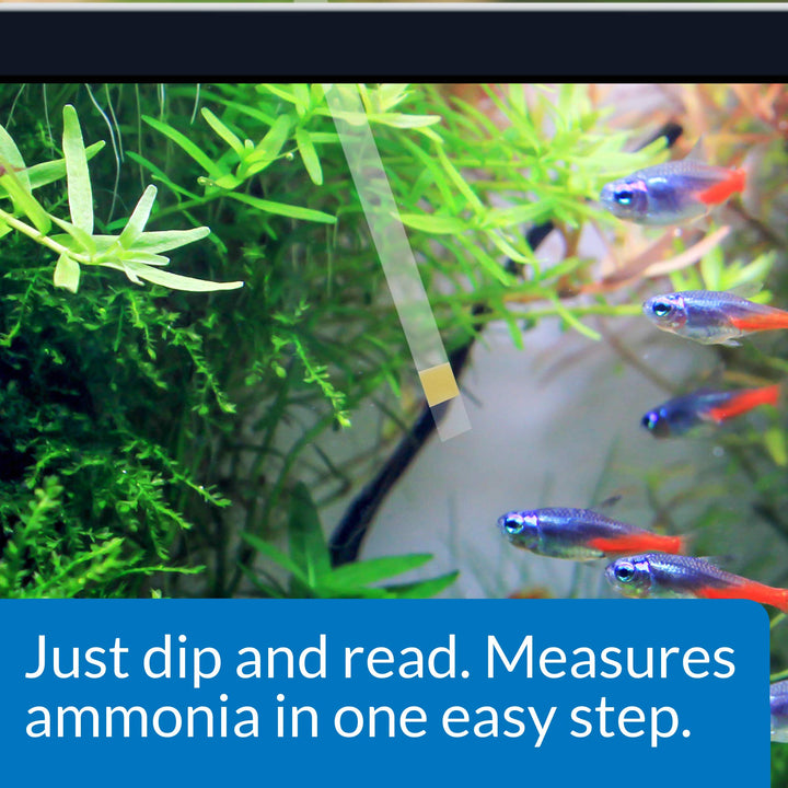 API ammonia test strips dip vial shows simple water analysis