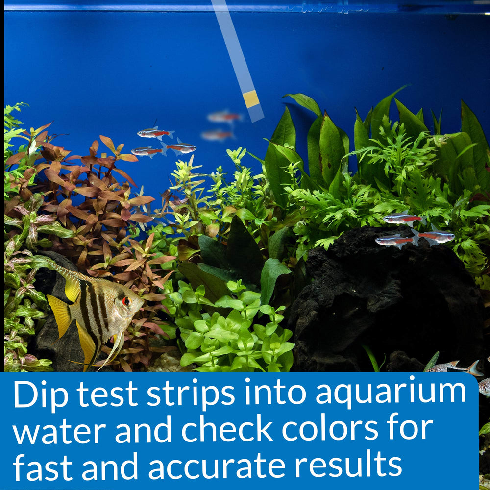 API ammonia test strips usage guide for new tanks