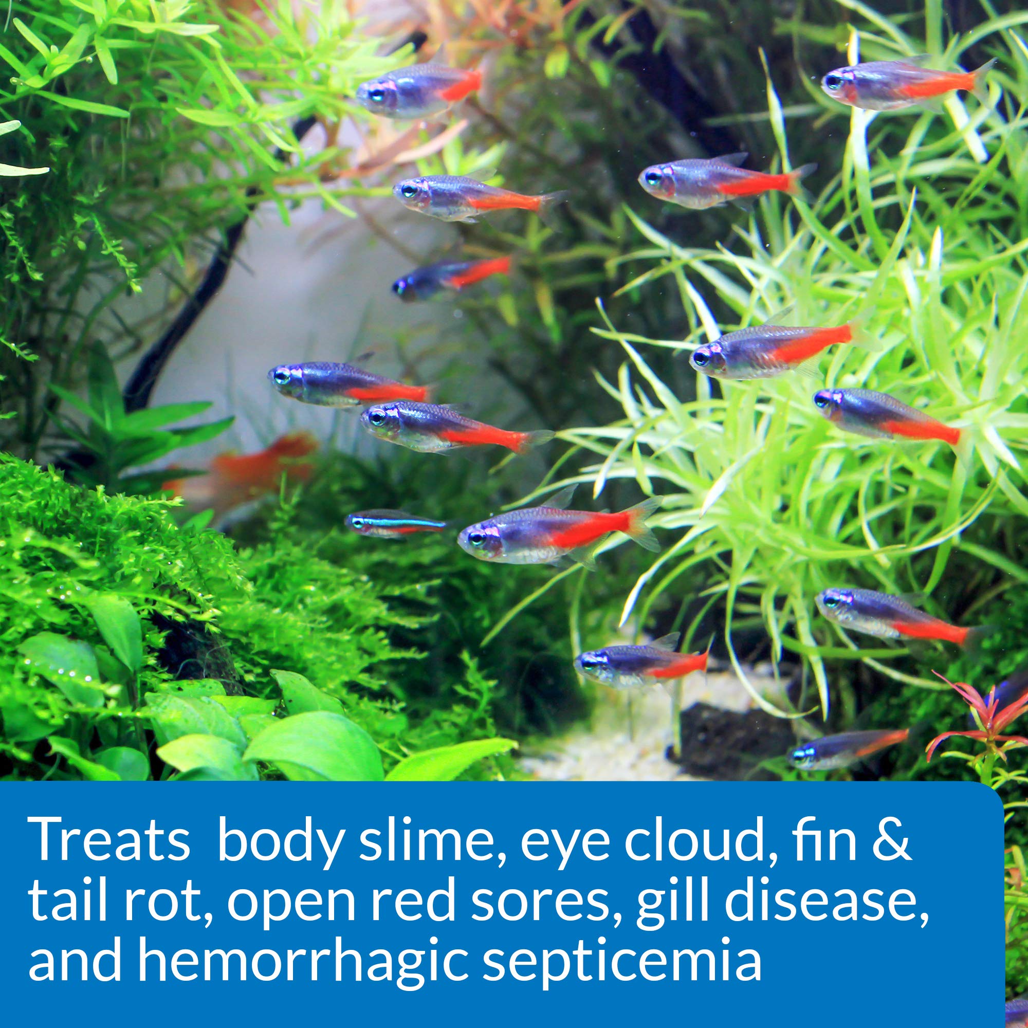 Measuring dose and adding API FIN & BODY CURE to freshwater aquarium