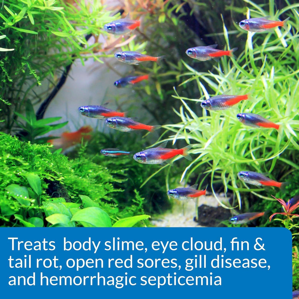 Freshwater aquarium setup prepared for API treatment