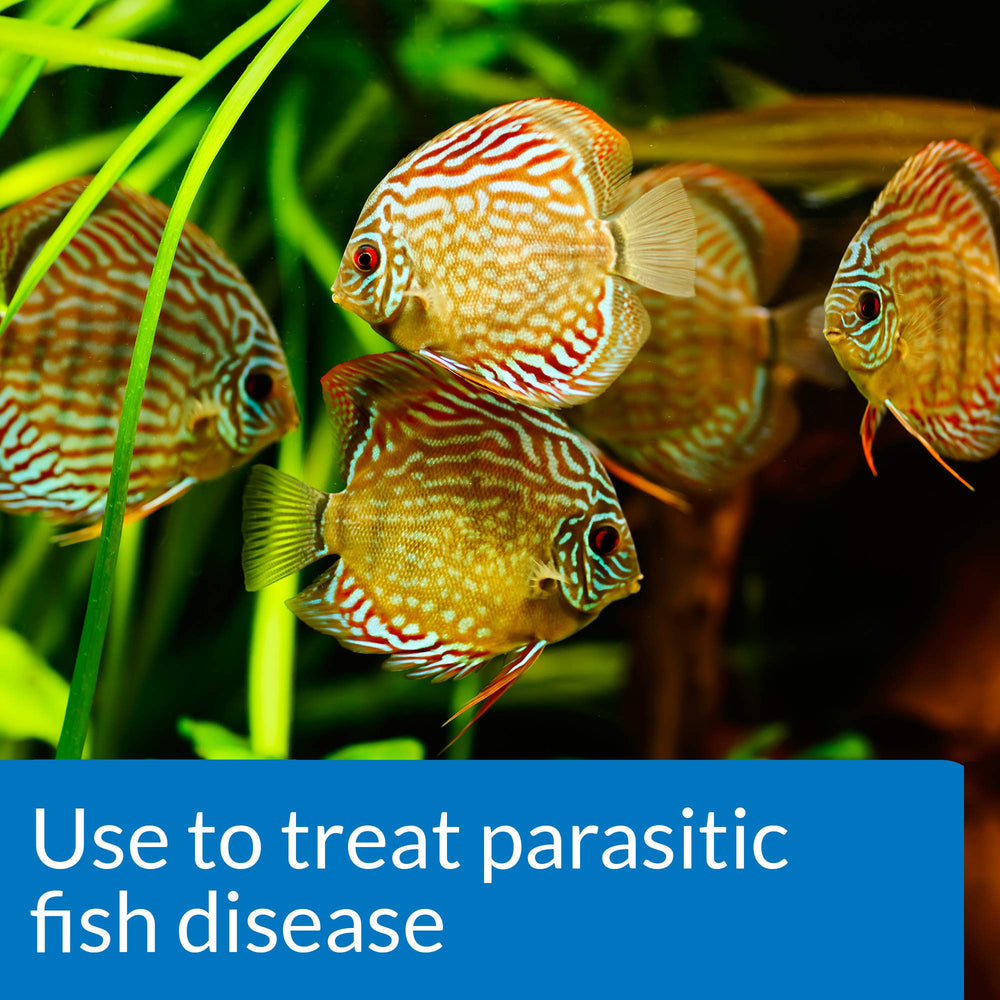 API General Cure dosing packets ready for precise dosing in freshwater and saltwater aquariums.