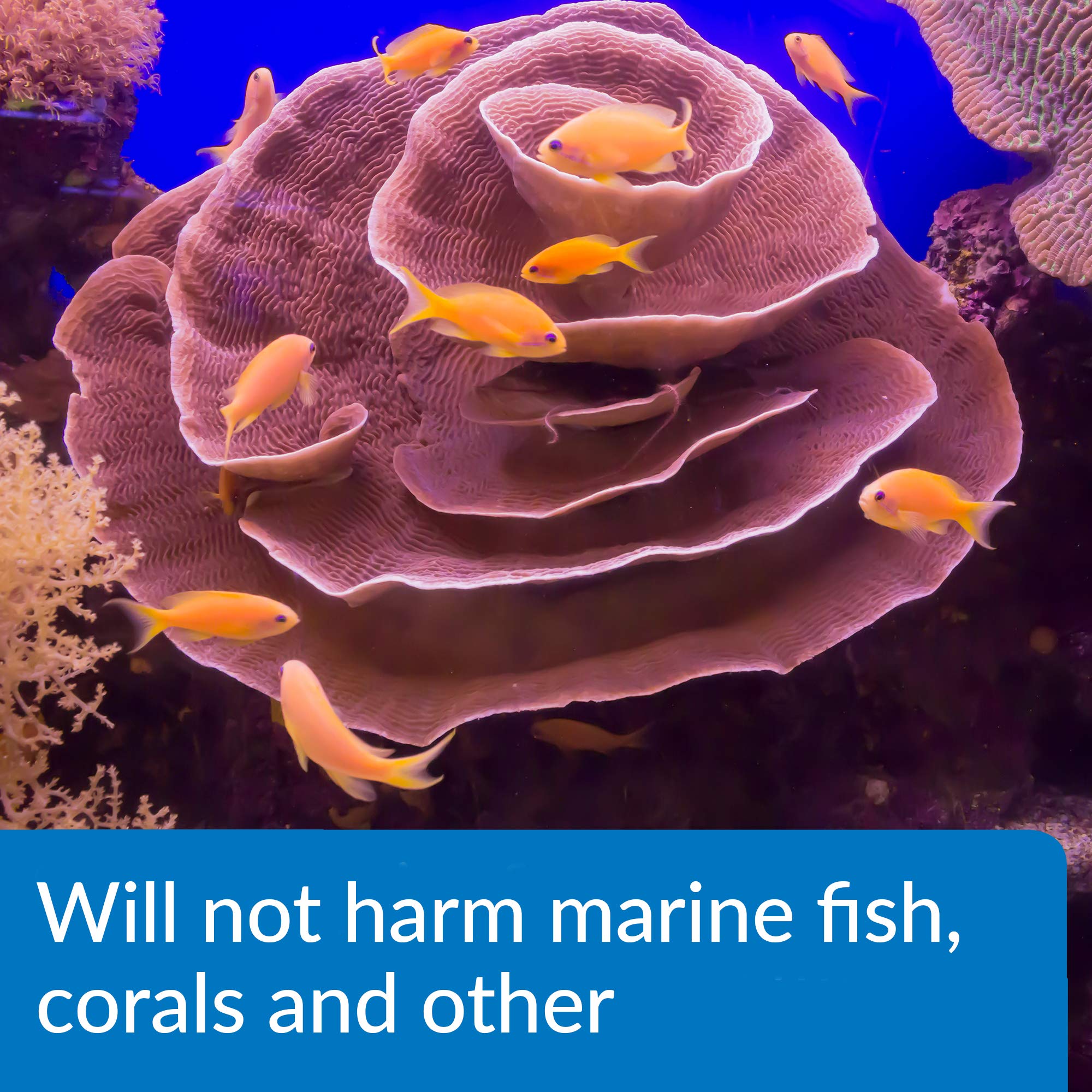 In-tank algae growth reduced with API Marine Algaefix treatment