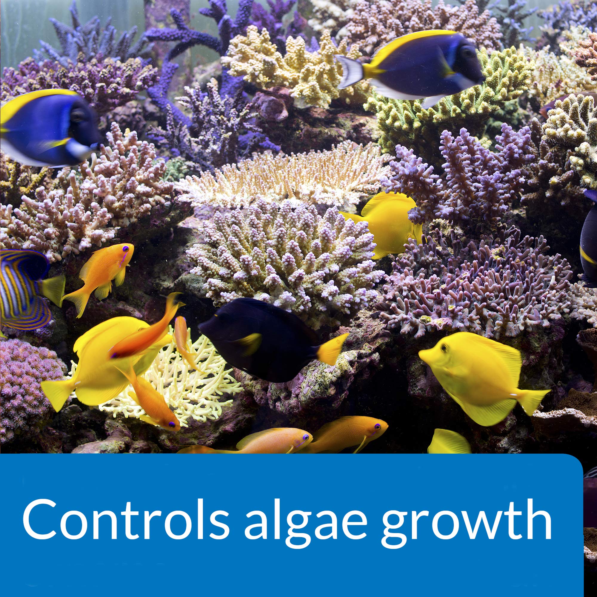 Reef tank setup using API Marine Algaefix for algae management