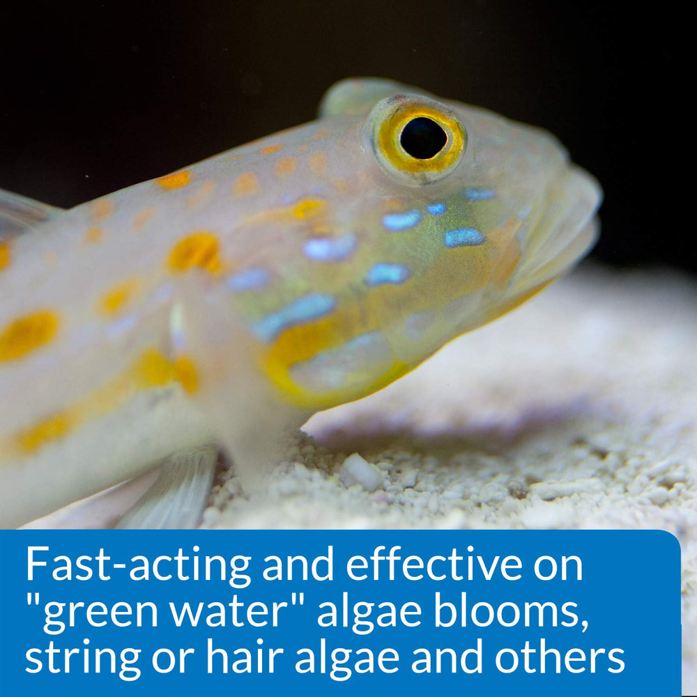 API Marine Algaefix demonstrating safety for invertebrates when used as directed