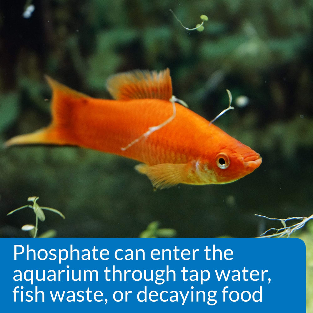 API Phosphate Test Kit used to prevent algae by monitoring phosphate levels.