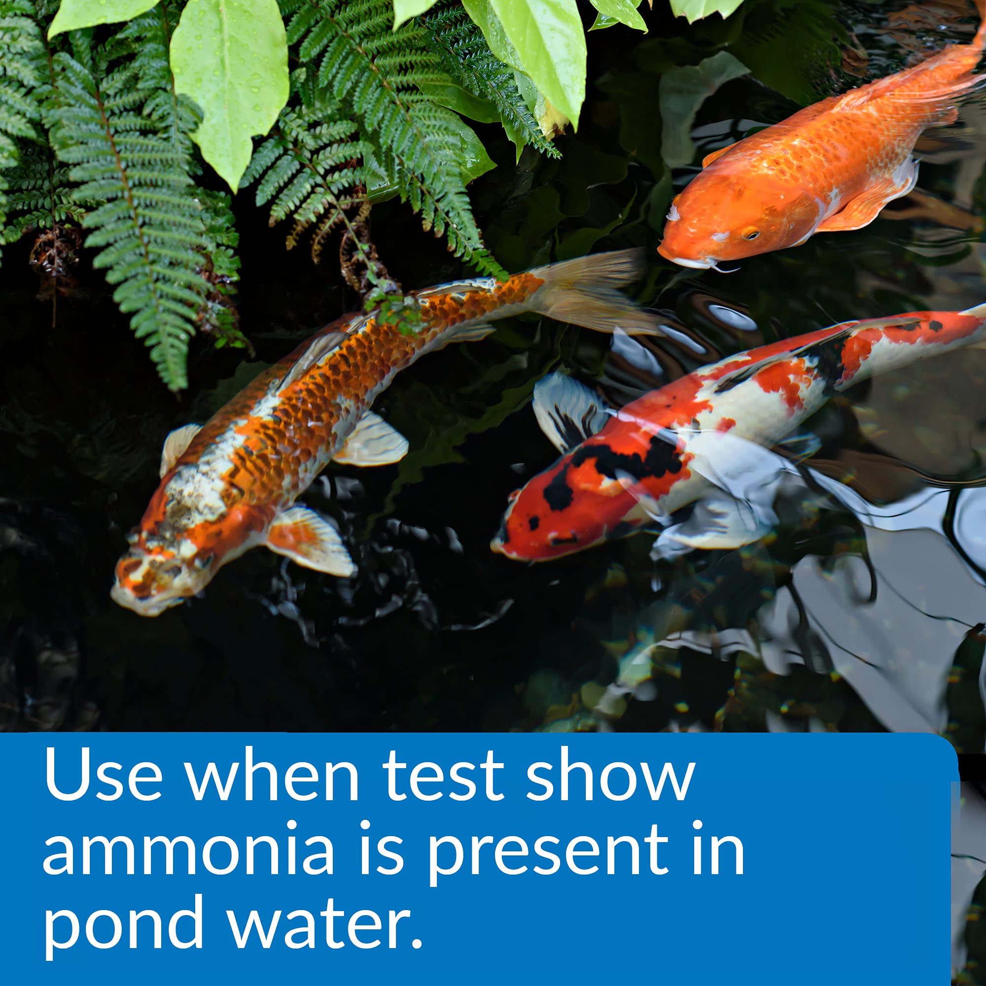 API POND AMMO-LOCK bottle pour demonstrates ammonia detoxification for fish