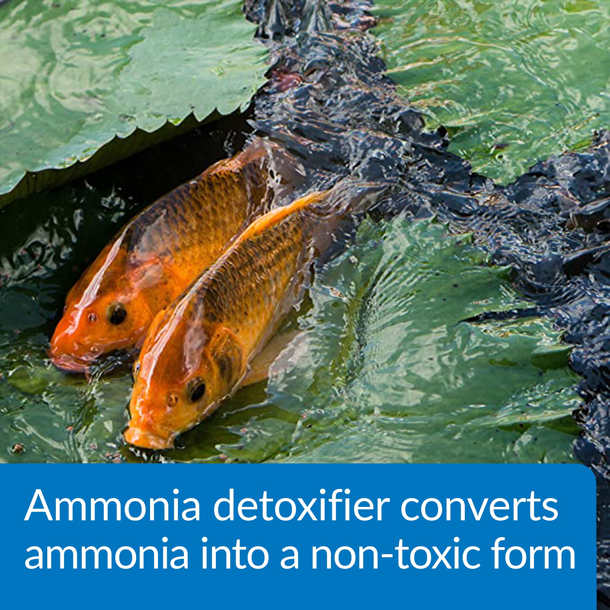 API POND AMMO-LOCK in pond water context showing treatment