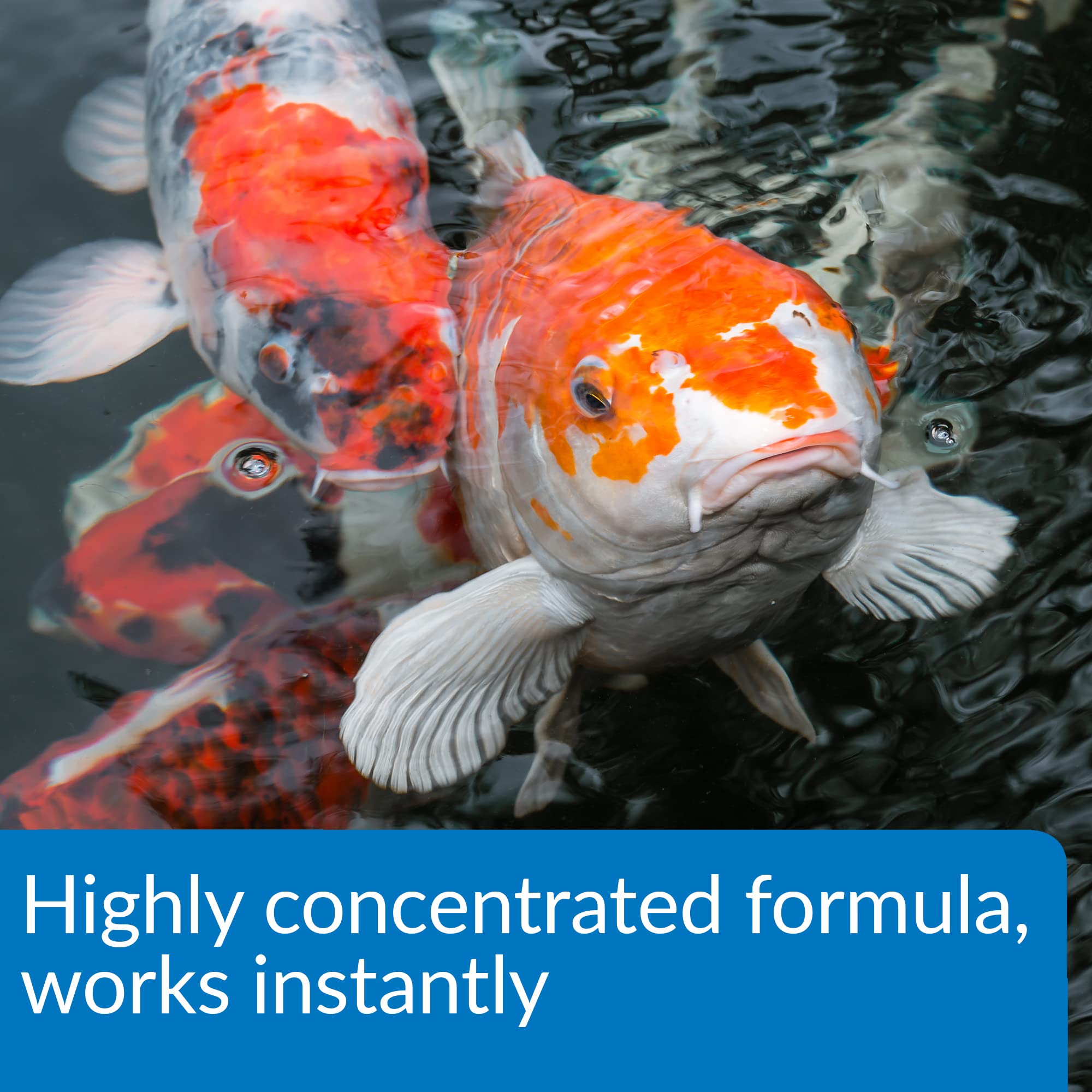 API Pond Aqua Essential pouring into pond water for immediate treatment