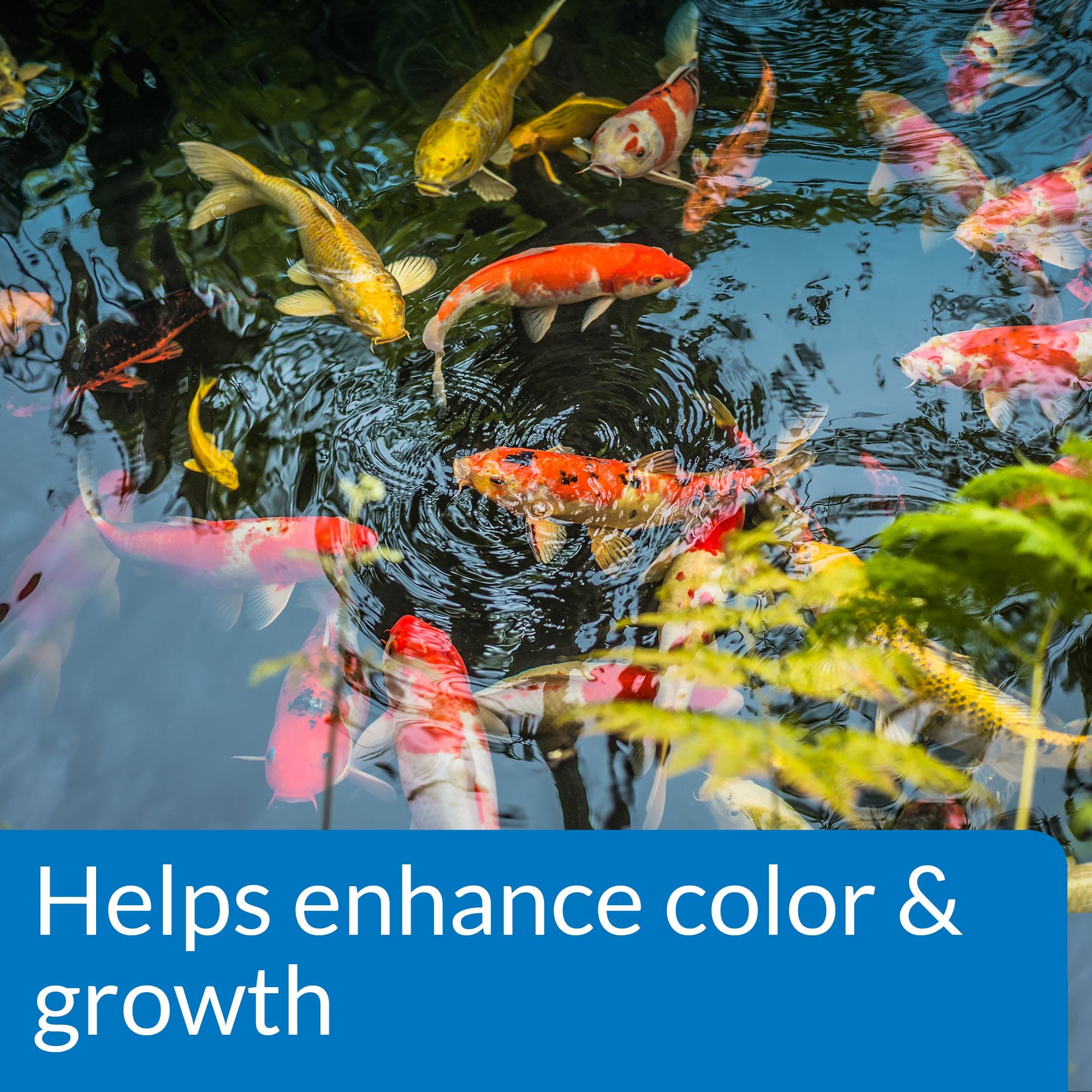 Vibrant koi and goldfish thrive with API Pond Fish Food.