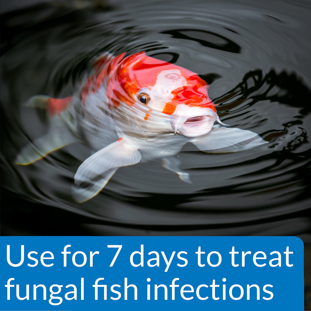 PIMAFIX dosing in pond to support fish health