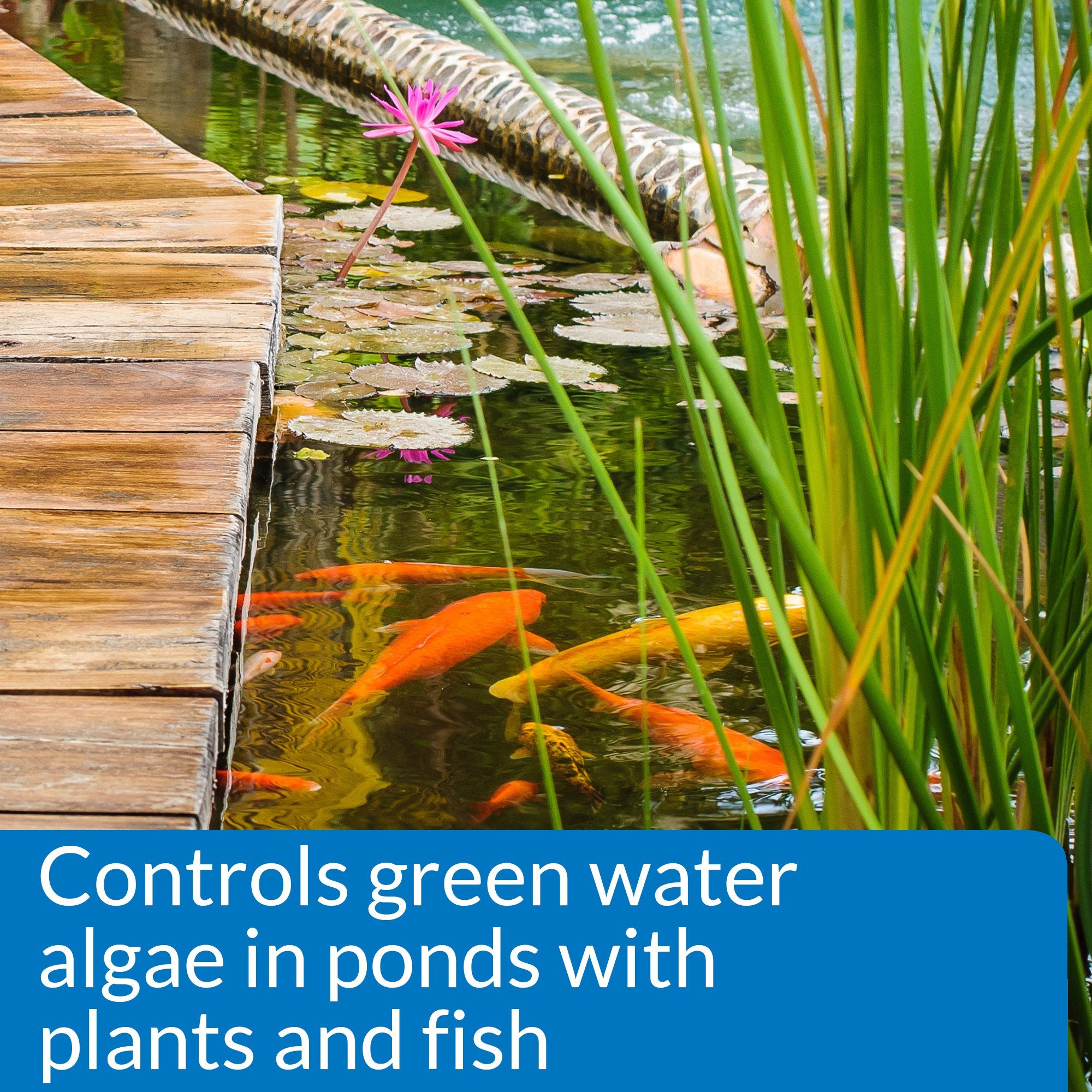 API PondCare biological inhibitor applied to keep pond water clean and odor-free.