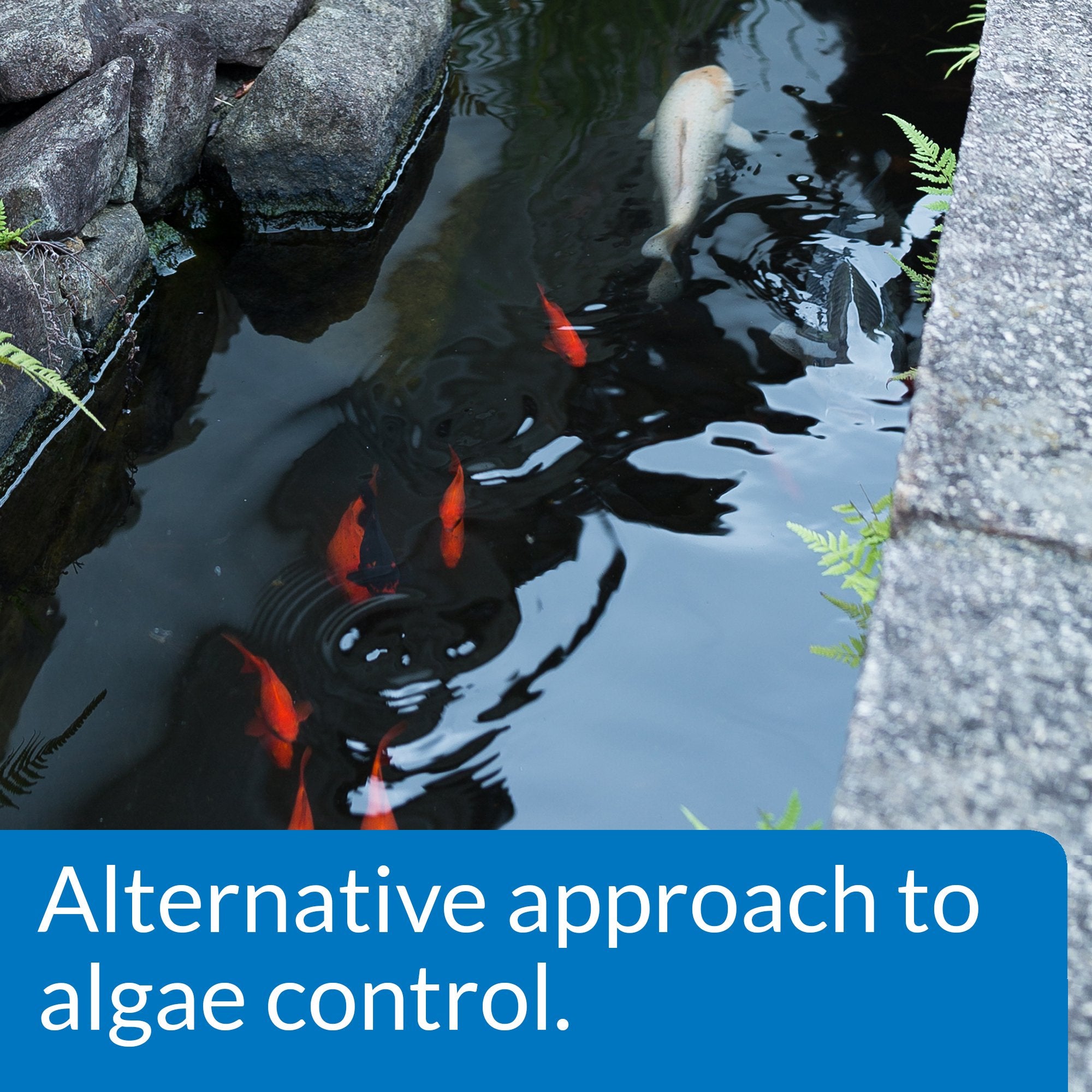 API PondCare twice-weekly treatment routine maintains clear water in ornamental ponds.