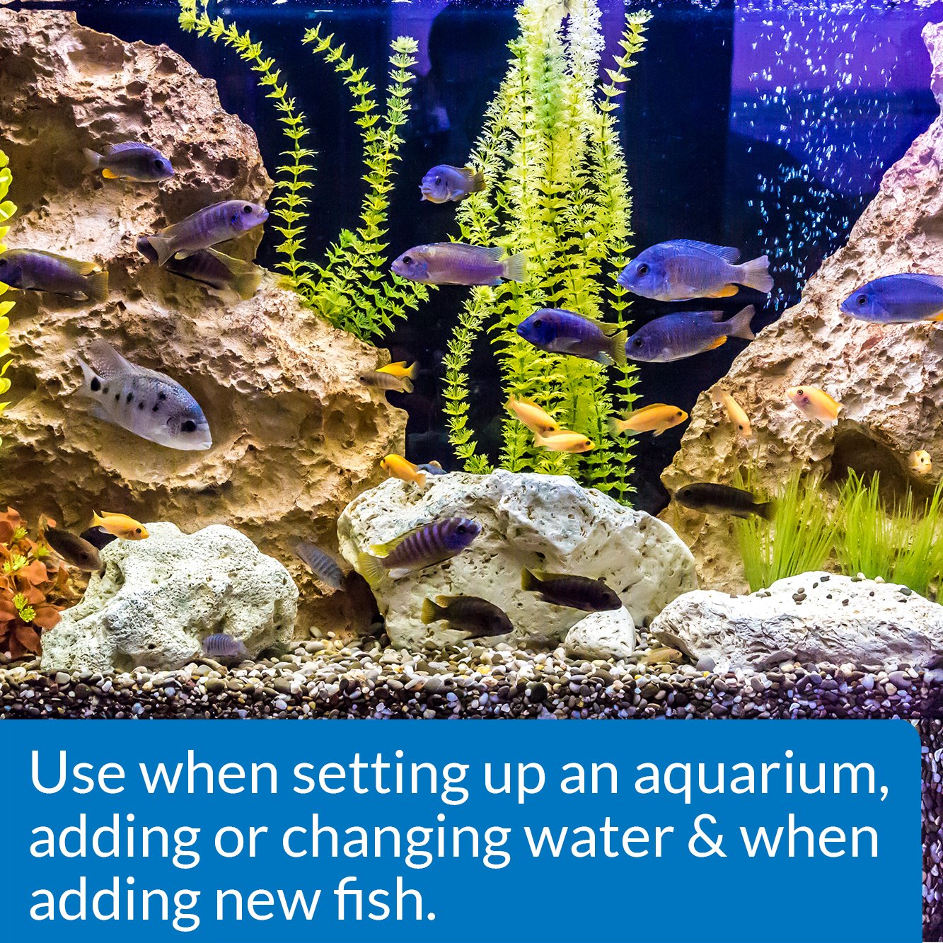 Freshwater aquarium setup using API Quick Start for rapid cycle initiation.