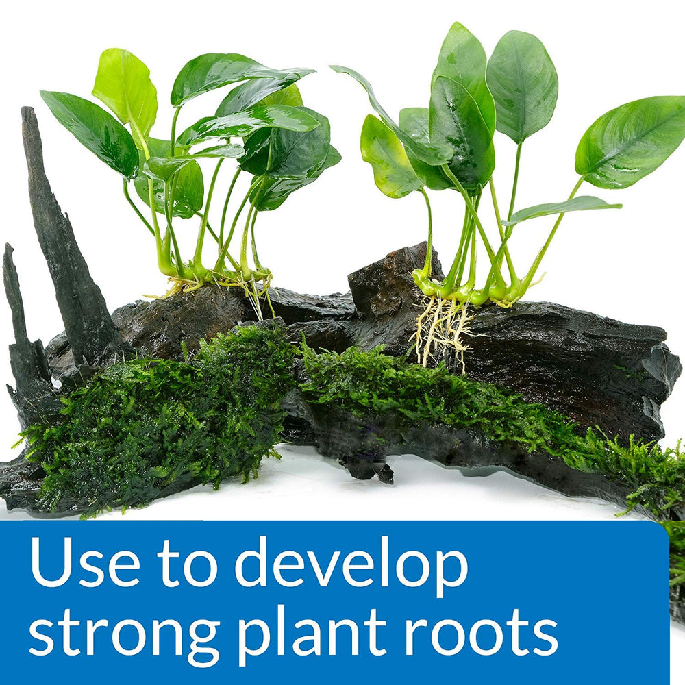 API root tabs promote strong root development in a freshwater aquarium