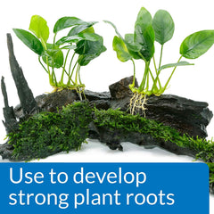API root tabs promote strong root development in a freshwater aquarium