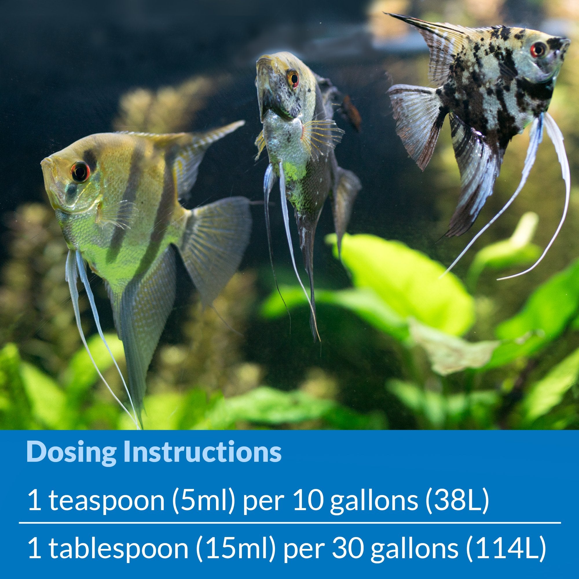 API Stress Coat aquarium scene shows healthy fish and clear water after conditioning.