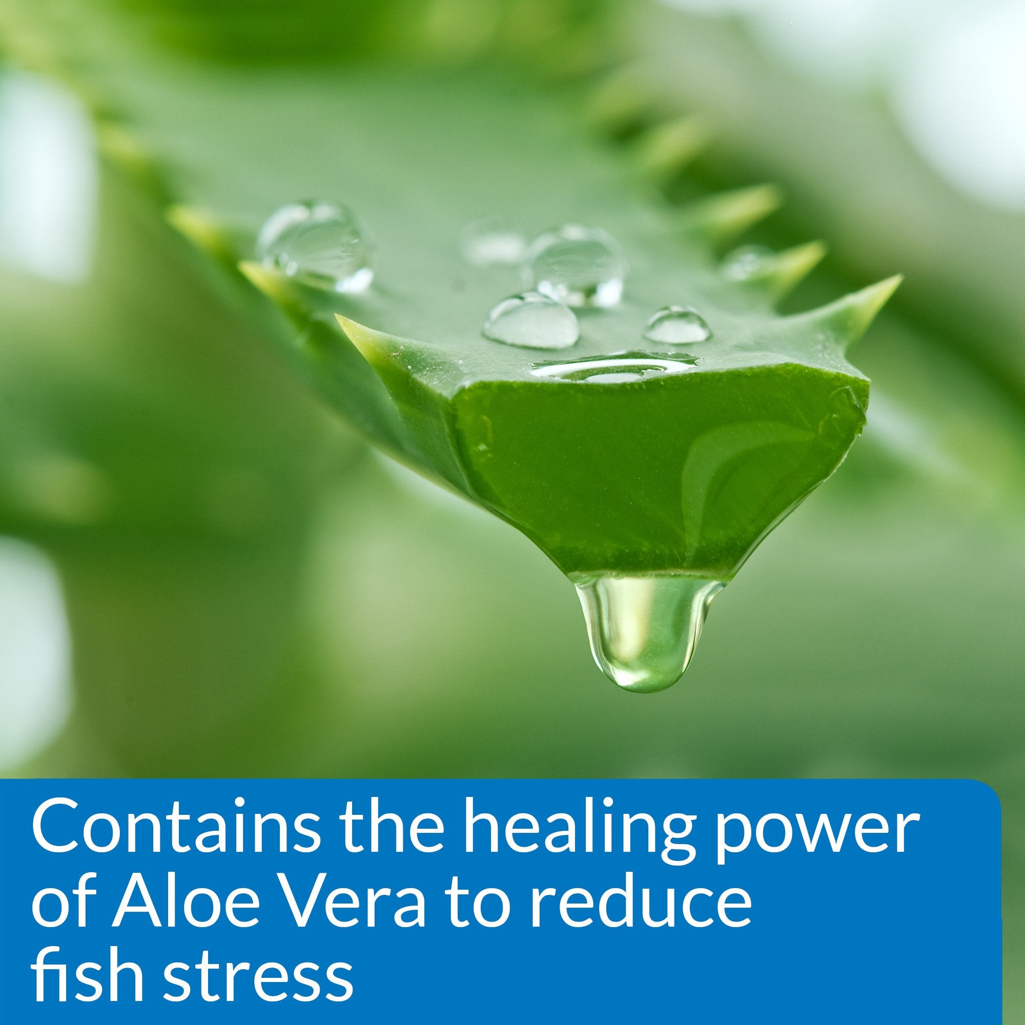 API STRESS COAT being added to aquarium water for safer conditions.