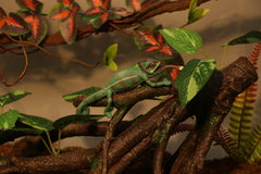 AQUA KT Reptile Branch in terrarium setup elevates naturalistic habitat design.