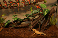 AQUA KT Reptile Branch textured resin close-up demonstrates durable, safe perching.