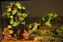 AQUA KT back suction cup keeps the decor securely attached.