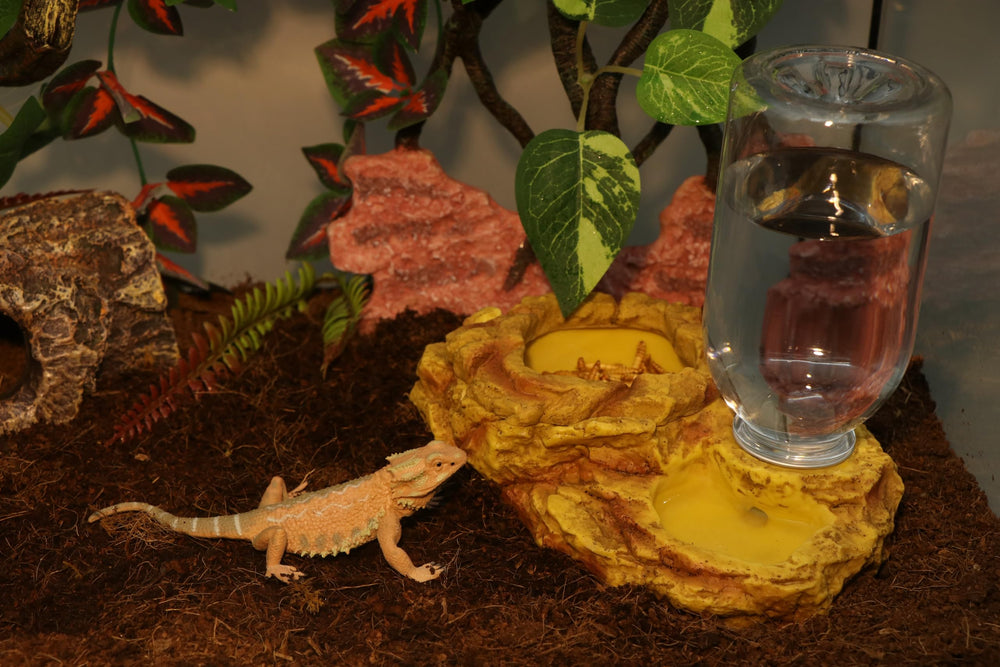 Aqua KT water storage dish in action, keeping hydration handy during enclosure care