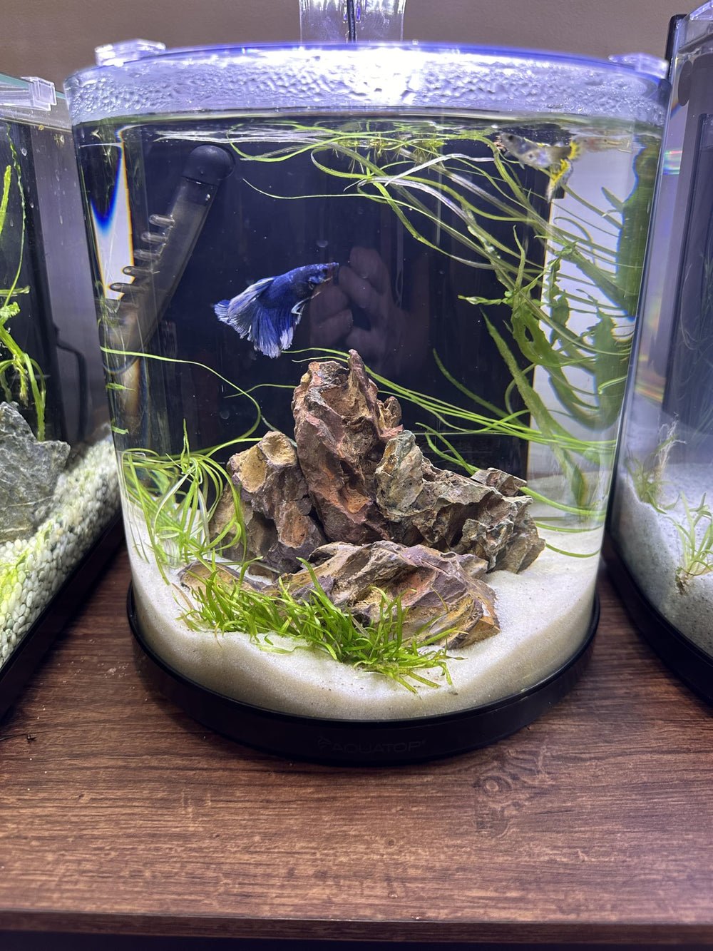 Aqua Natural Sugar White Sand for vivariums and terrariums, minimizes dust and maintains a clean, soft texture.